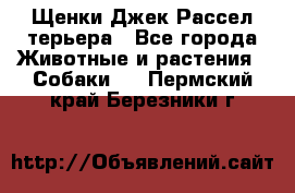 Щенки Джек Рассел терьера - Все города Животные и растения » Собаки   . Пермский край,Березники г.